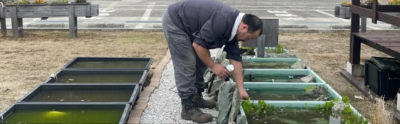 いきものがかり　メダカ飼育風景